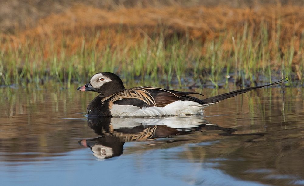 Long-tailed Duck-drake in arctic tundra pond